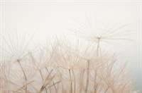 notaio Severino Pirozzi